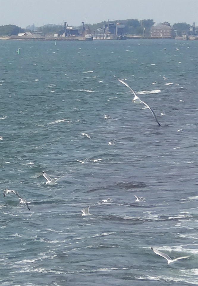 Abschied von Gedser - Fähre nach Rostock