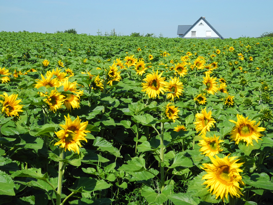 Sonnenblumen in der Uckermark