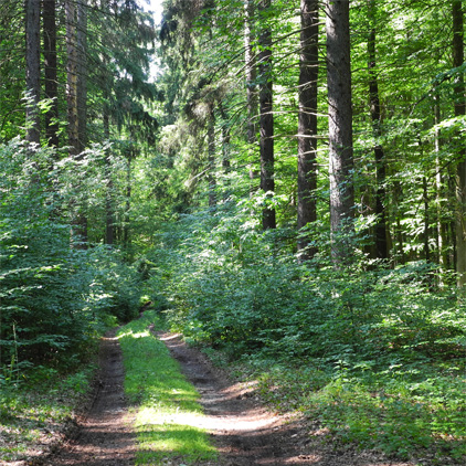 Grumsiner Forst - Start zum Funkmast