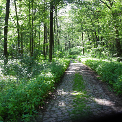 Grumsiner Forst - Die ersten Meter