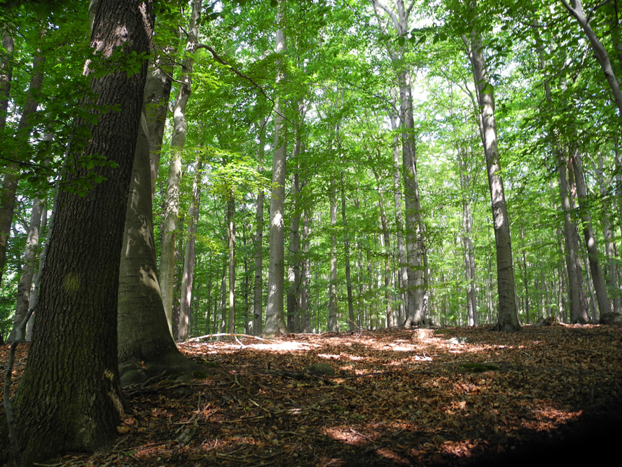 Grumsiner Forst bei Luisenfelde
