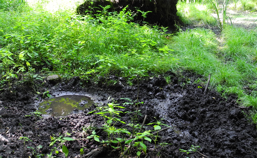 Grumsiner Forst - Wildschweinsuhle
