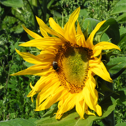 Sonnenblume