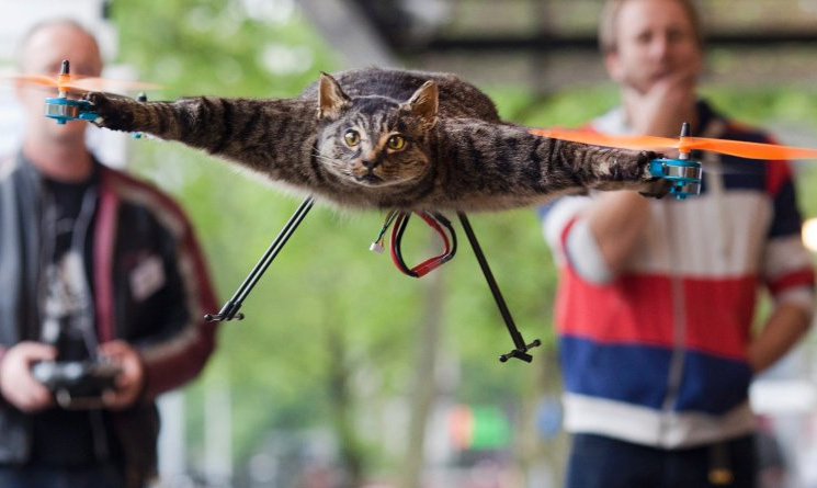 quadrokopter Katze