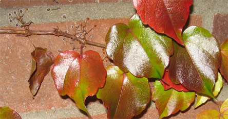 Bunte Blätter, Blitz