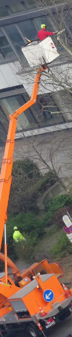 Bäume beschneiden in der Leipziger Strasse