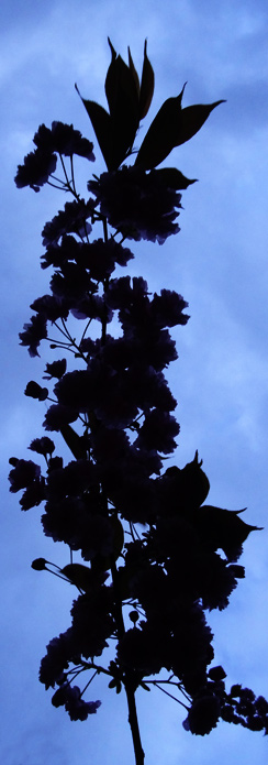 Kirschblüten als Scherenschnitt