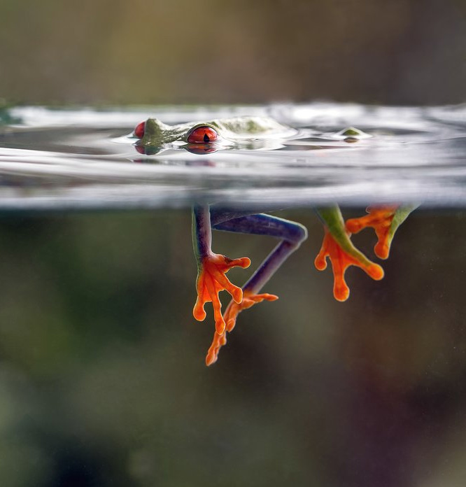 Smithsonian's contest