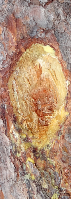 Spechtloch in Spindlersfeld