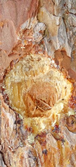 Spechtloch in Spindlersfeld