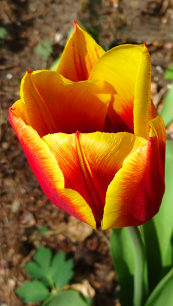 Tulpe in Spindlersfeld