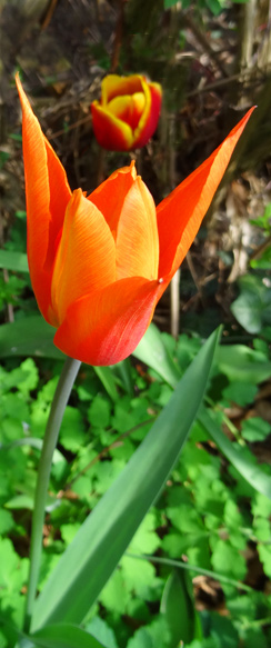 Tulpe in Spindlersfeld