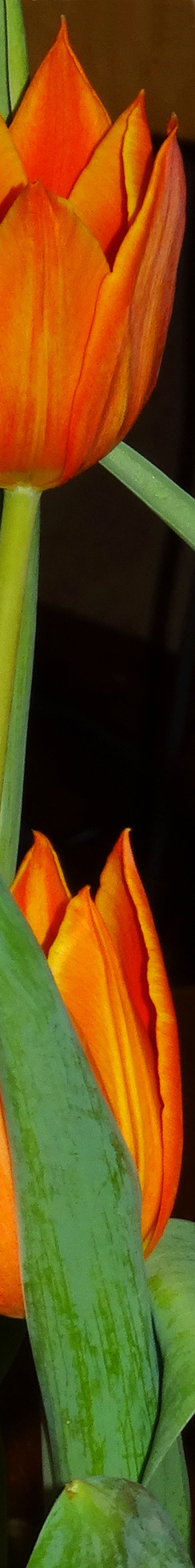 Tulpen