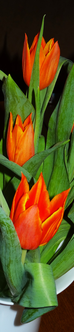 Tulpen