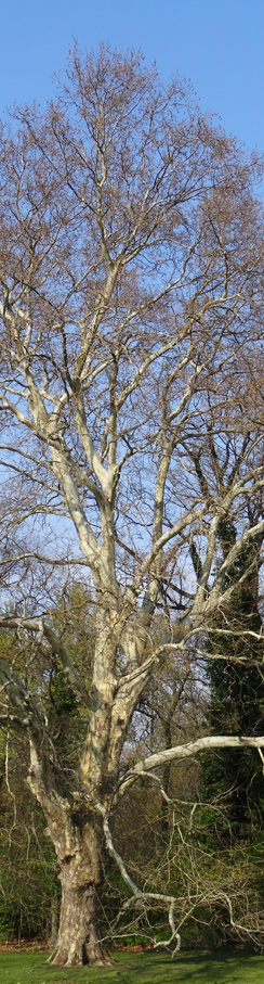 Platane im Plänterwald