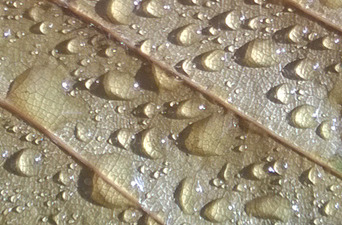 Morgentau in der Sonne