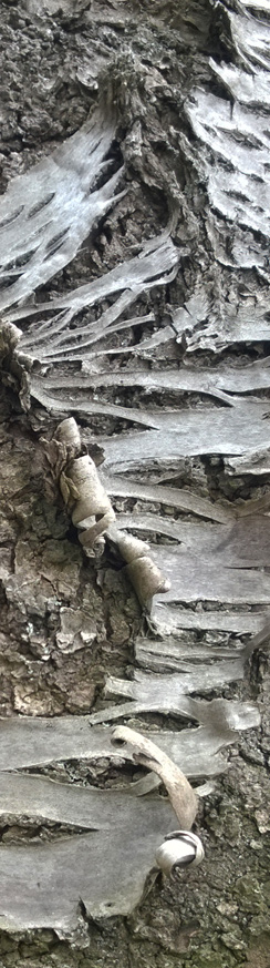 Rinde eines alten Kirschbaums