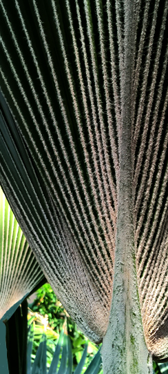 Palme im Botanischen Garten