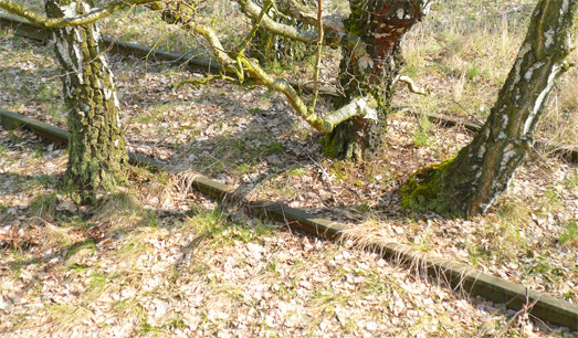 Natur-Park Schöneberger Südgelände, Berlin