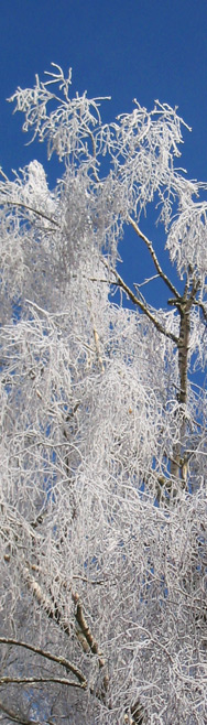 Rauhreif in Tuningen