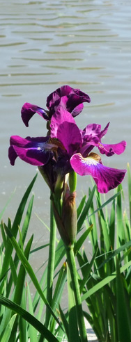 Levkojen am Engelbecken