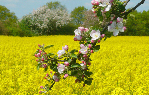 Apfelblueten und Rapsfeld bei Havelberg/Elbe