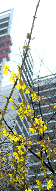 Frühling - Ende Februar 2008