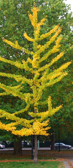 Ein Ginko im Herbst