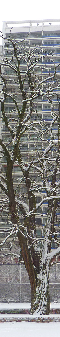 Baum Leipziger Strasse