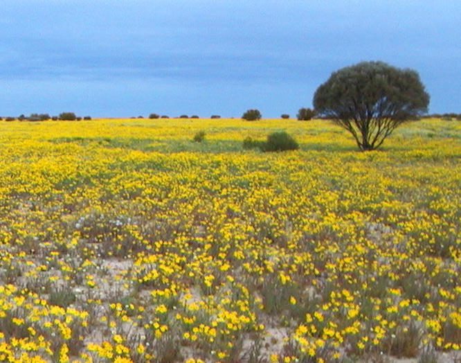 Simpson Desert, Lake Eyre Basin, Juli 2000