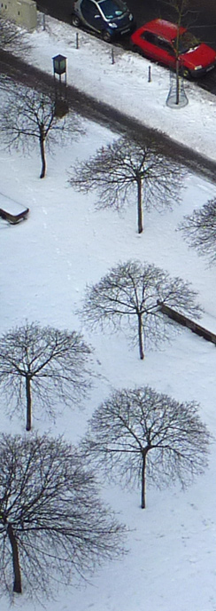 Bäume am Gendarmenmarkt
