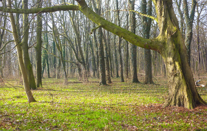 Frühling im Plänterwald